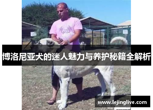 博洛尼亚犬的迷人魅力与养护秘籍全解析